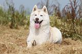 SIBERIAN HUSKY 118
